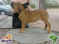 In Memorian - Fila Brasileiro Dourado - Canil Singular - Fisher